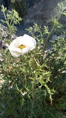 Argemone hunnemannii