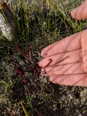 Drosera linearis
