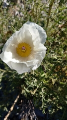 Argemone hunnemannii