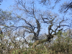 Angiospermae