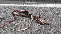 Pseudechis australis