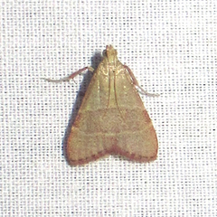 Arta epicoenalis