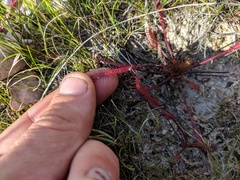 Drosera linearis