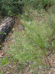 Zieria laxiflora