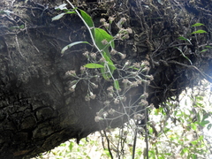 Quechualia fulta