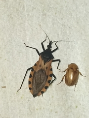 Triatoma dimidiata