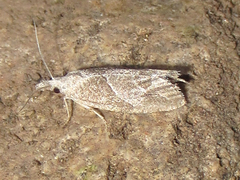 Pelochrista dilatana