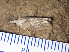 Pelochrista dilatana