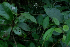 Ahaetulla farnsworthi