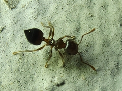 Crematogaster ashmeadi