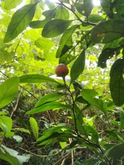 Solanum pseudocapsicum