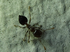 Crematogaster ashmeadi