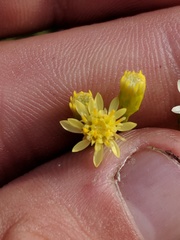 Solidago × krotkovii