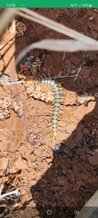 Scolopendra