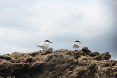 Sterna striata striata