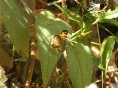 Heterusia cruciata
