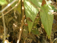 Heterusia cruciata