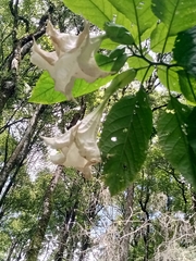 Brugmansia suaveolens