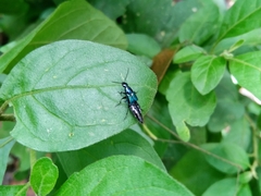 Staphylinini