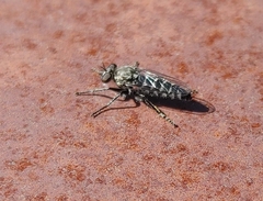 Brachyrhopalinae