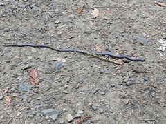 Contia tenuis