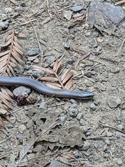 Contia tenuis