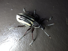 Diaprepes abbreviatus