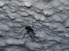 Pantopsalis albipalpis