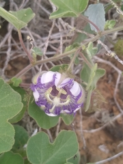 Passiflora fruticosa