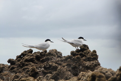 Sterna striata striata