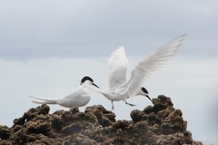 Sterna striata striata