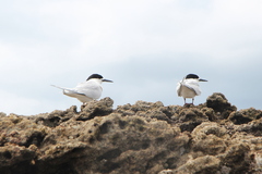 Sterna striata striata