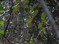 Hemitriccus mirandae