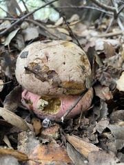Rubroboletus eastwoodiae