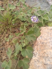 Passiflora fruticosa