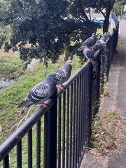 Columba livia domestica