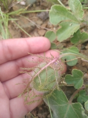 Passiflora fruticosa