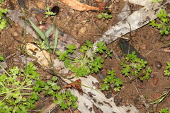 Hydrocotyle foveolata