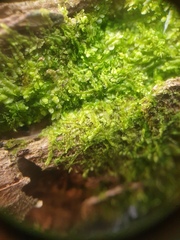 Lophocolea heterophylla