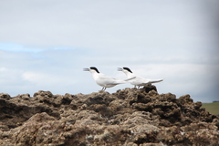 Sterna striata striata