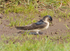 Petrochelidon nigricans
