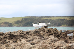 Sterna striata striata