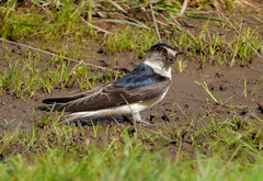 Petrochelidon nigricans