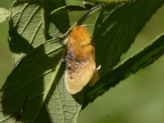 Megalopyge opercularis