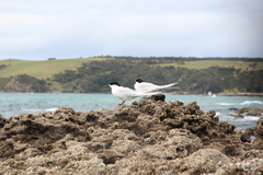 Sterna striata striata