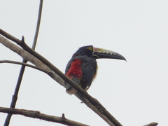 Pteroglossus torquatus