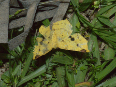 Erastria decrepitaria