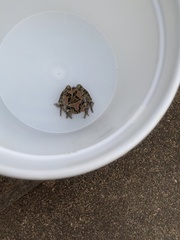 Sclerophrys capensis