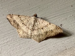 Psamatodes abydata