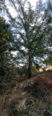 Pseudotsuga macrocarpa